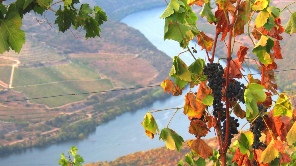 Portugal Douro - wijnreis - meet the winemaker - Hemingstone Travell