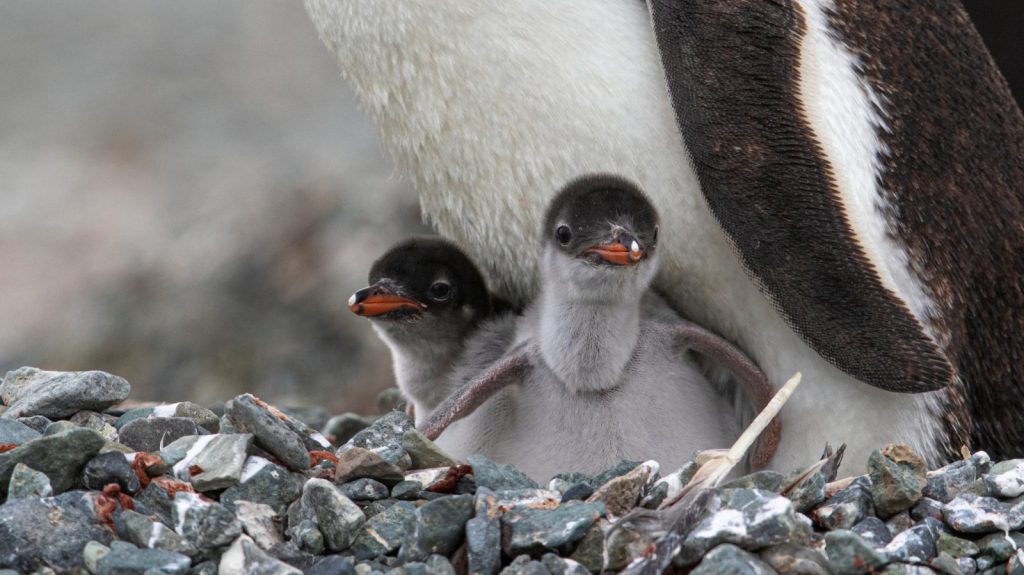 Hemingstone Travel - Antarctica