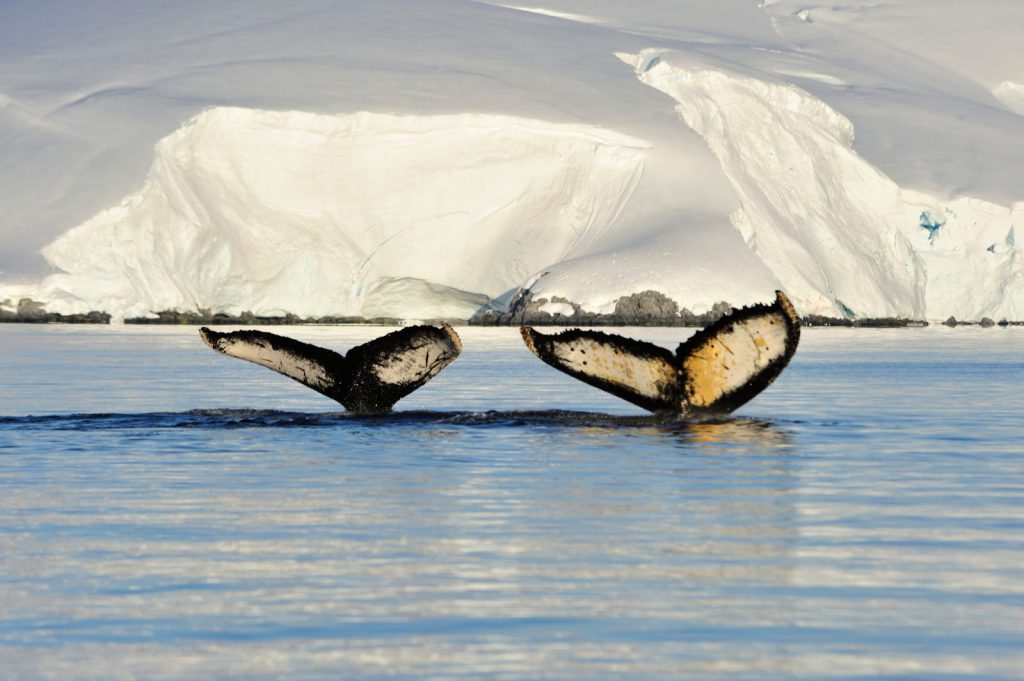 Hemingstone Travel - Antarctica