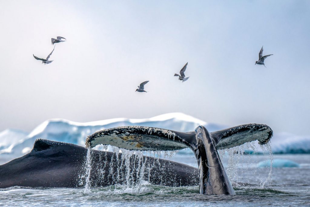 Hemingstone Travel - Antarctica